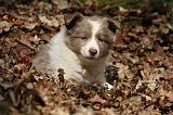 BORDER COLLIE 1108